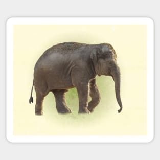 Baby elephant Sticker